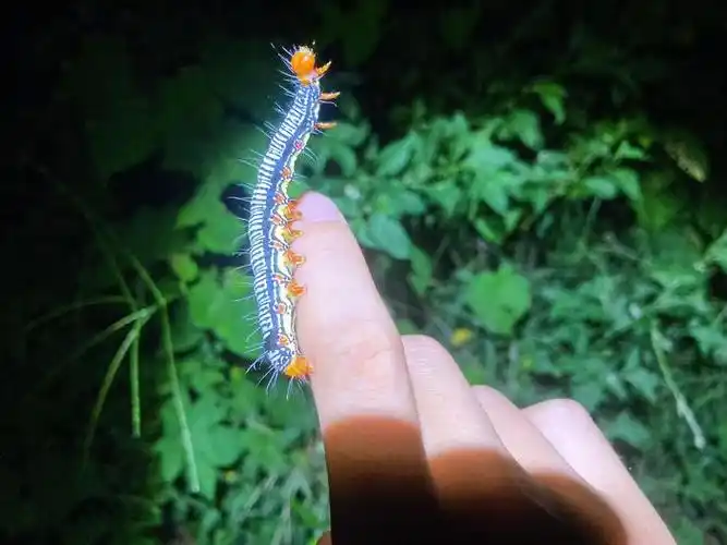 苎麻夜蛾arctecoerula