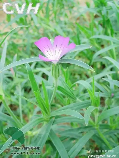麦仙翁(学名:agrostemma gi.