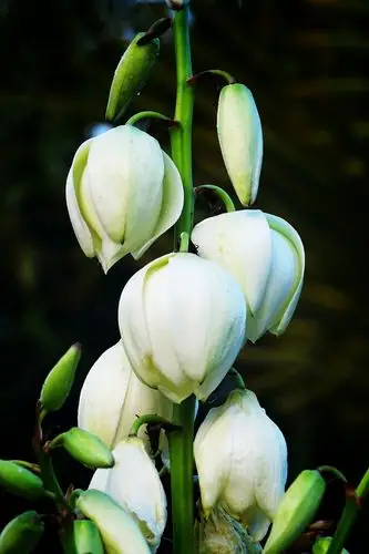 凤尾兰,许多人见过,却不知道名字的花～凤尾兰