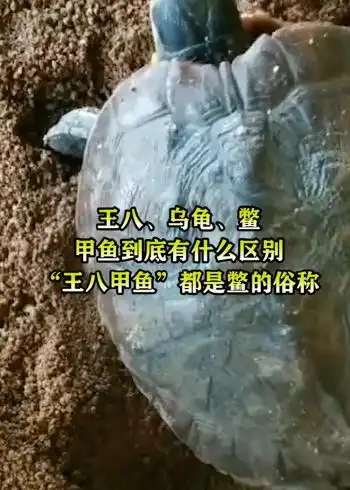 王八,乌龟,鳖,甲鱼到底有什么区别,"王八","甲鱼"都是鳖的俗称!