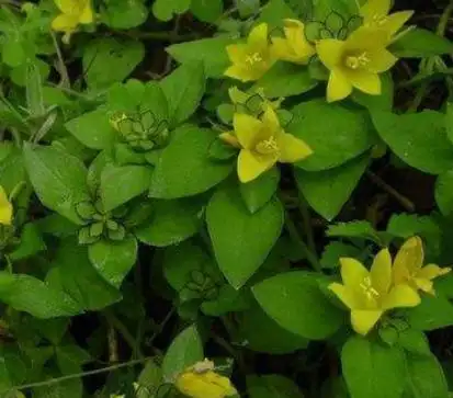 黄接骨丹的功效与作用_美健品招商网