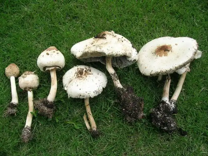 警惕舌尖上的诱惑 龙华疾控:踏春不采不吃野蘑菇!