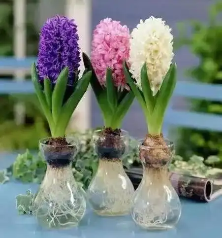 养一份水培郁金香把春天轻松带回家