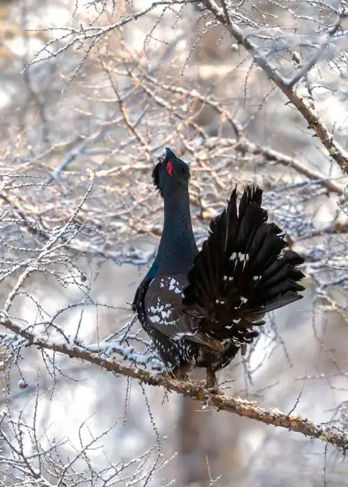 雪后暖阳黑嘴松鸡
