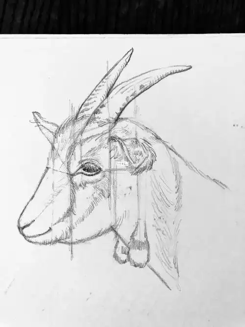 钢笔画山羊绘画研习笔记