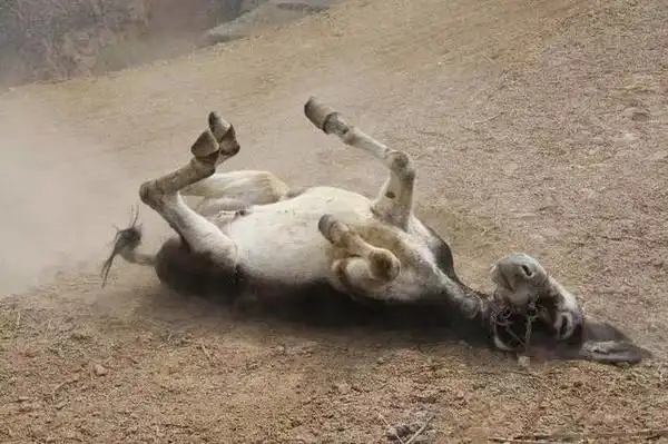 城南旧事驴打滚儿