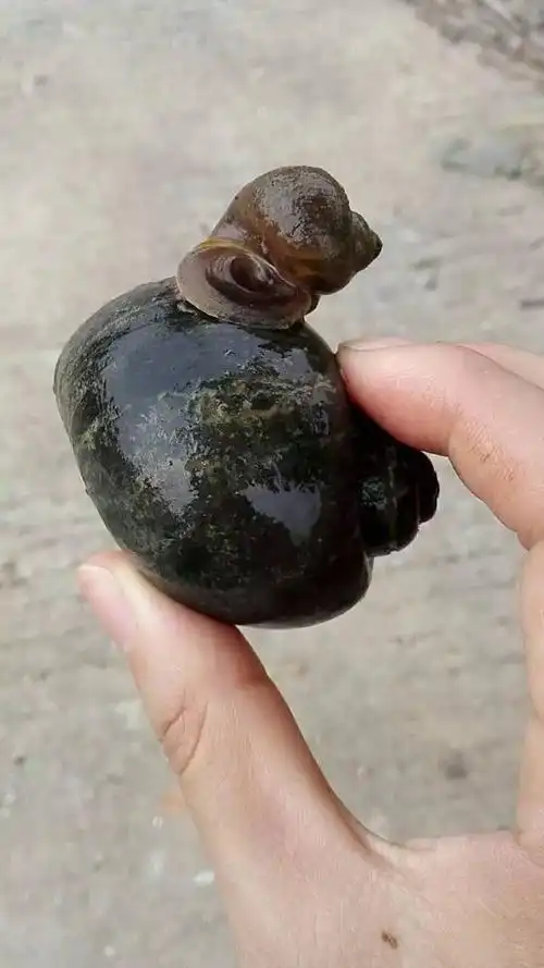 真是长见识了田螺竟是这样繁殖的