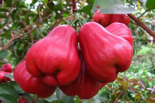 世界上最稀有的水果,你吃过几种(图) - 晓慧的日志 - 网易博客