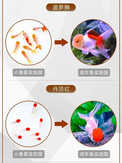 不加温冷水鱼观赏鱼淡水鱼活体金鱼好养耐活鱼苗兰寿锦鲤金鱼活鱼 4