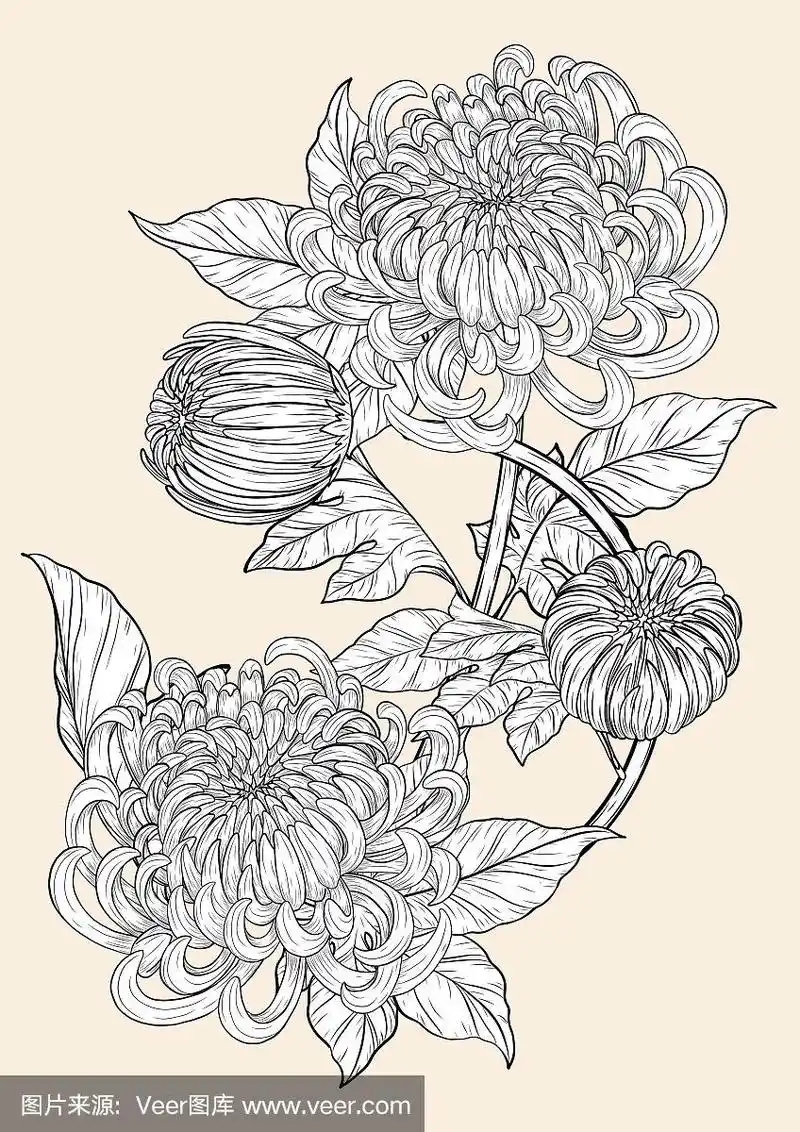 菊花载体在棕色的背景.菊花手绘.