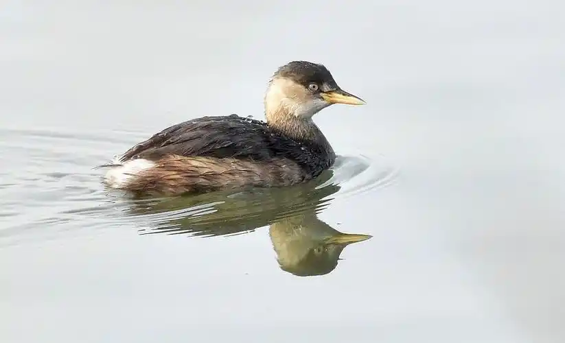 【野鸭子】 第 4 幅查看大图曝光:1/400 sec光圈