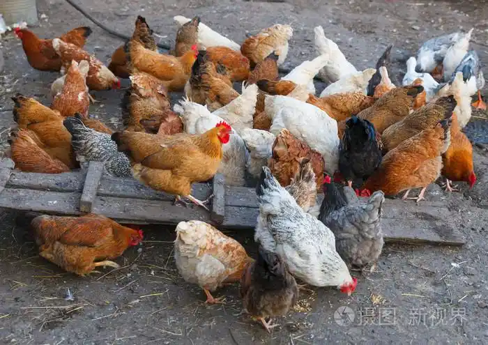 农场的鸡只