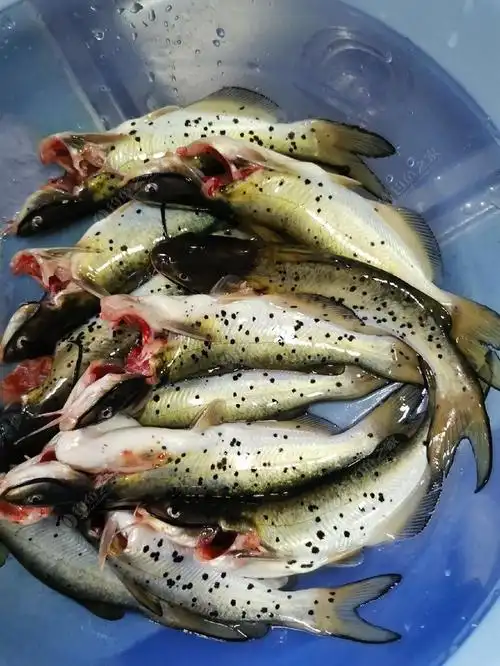 此鱼是买的,感觉是黄辣丁的变种类,老板说叫松花鱼!