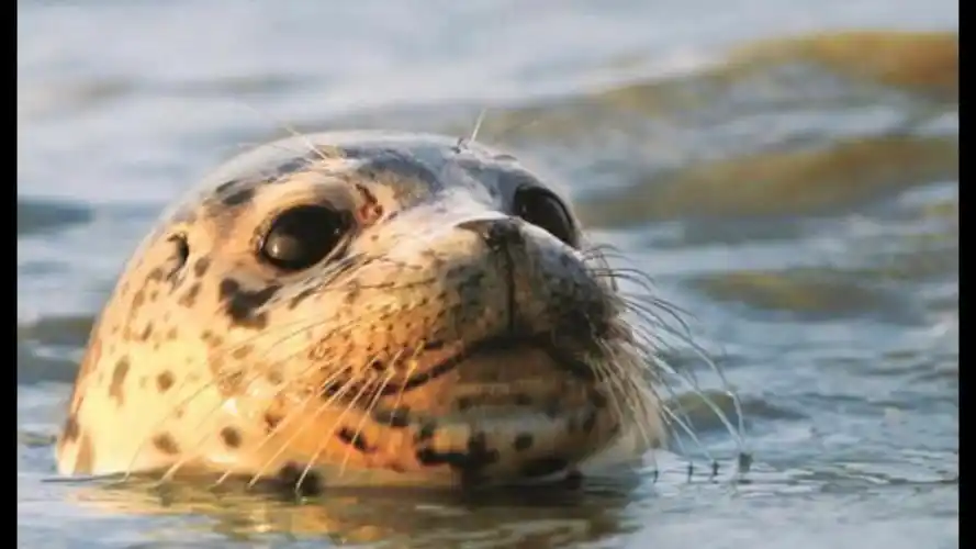 (豹图)中国唯一的海豹:斑海豹
