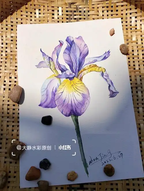 水彩画鸢尾花附详细上色步骤图