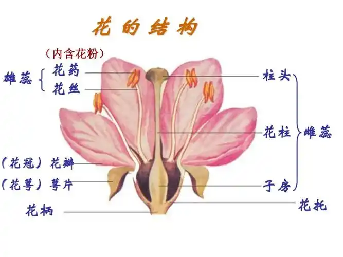 花的结构和类型222页ppt高清阅读