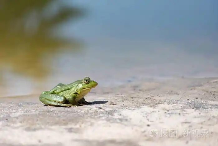 沙子上的绿青蛙特写侧面视图