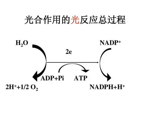 光合作用的光反应总过程 h 2o 2e nadp  adp pi 2h  1/2 o2 atp nadph