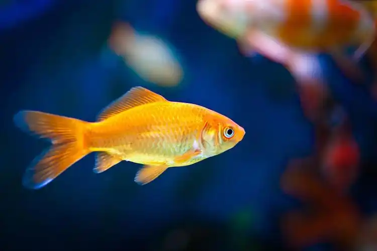 鱼,鱼缸,可爱,小_高清图片_全景视觉