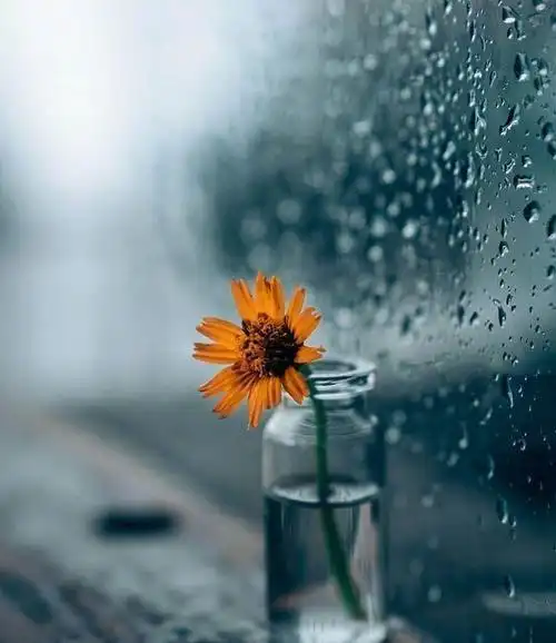 下雨天的心情随笔句子,句句让人心疼!