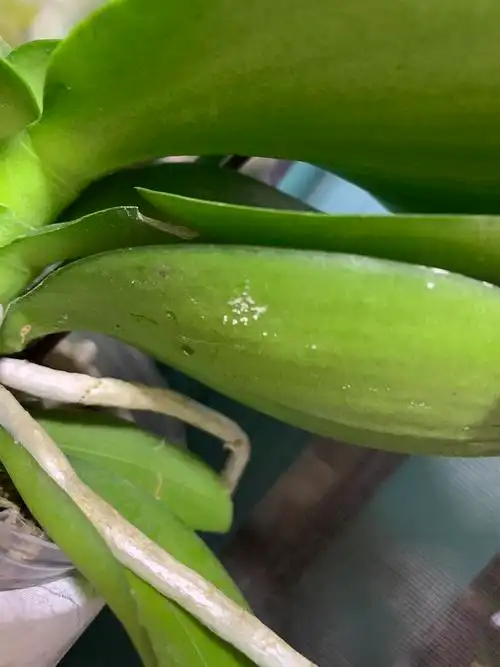 求助蝴蝶兰叶片背后有白粉