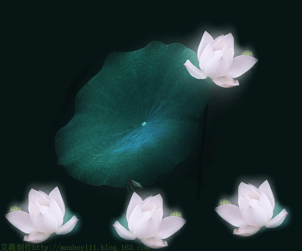 配乐朗诵《心是莲花开》朗诵:淡妆