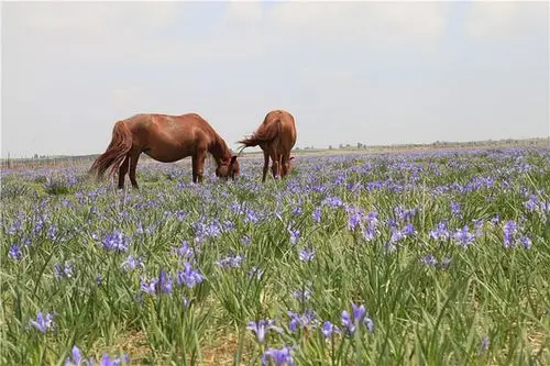 草原马兰花宿世的情人