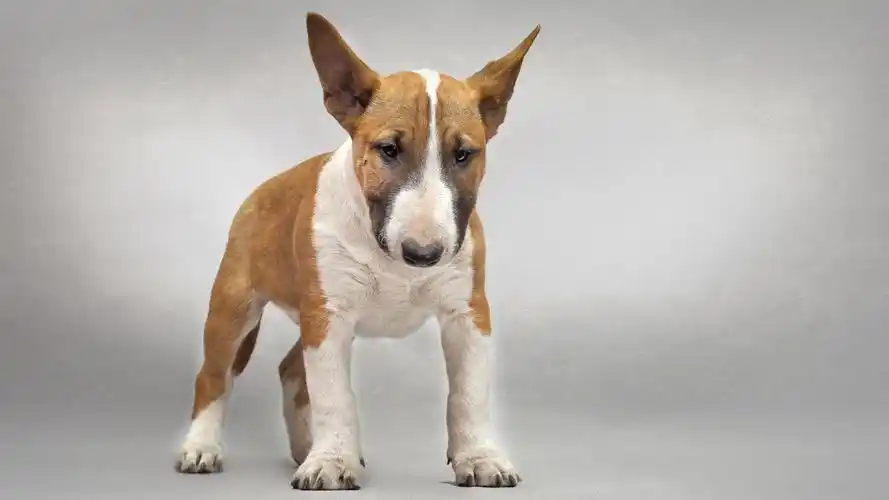 狗图片电脑桌面壁纸第二辑高清大图预览1920x1080_动物壁纸下载_美桌