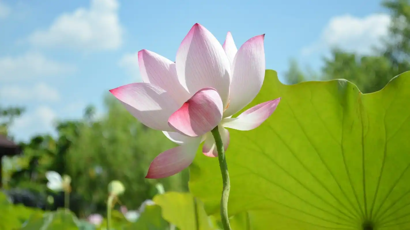 植物图片,唯美意境,植物,花朵,花瓣,唯美,电脑壁纸,壁纸夏天的荷花