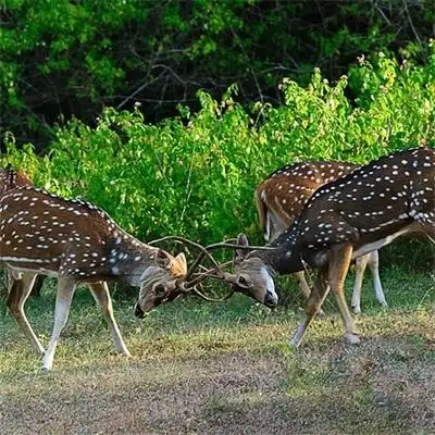 特别好看也很真实的风景头像 绿色森系微信头像比较合适的风景_风景