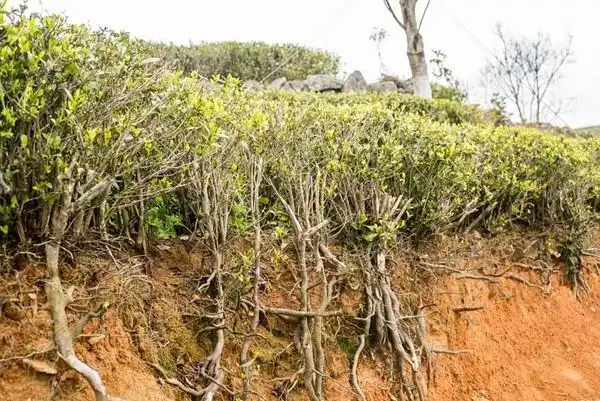 据王传意介绍,根据山坡走势与坡度修成梯田结构是最好的做法