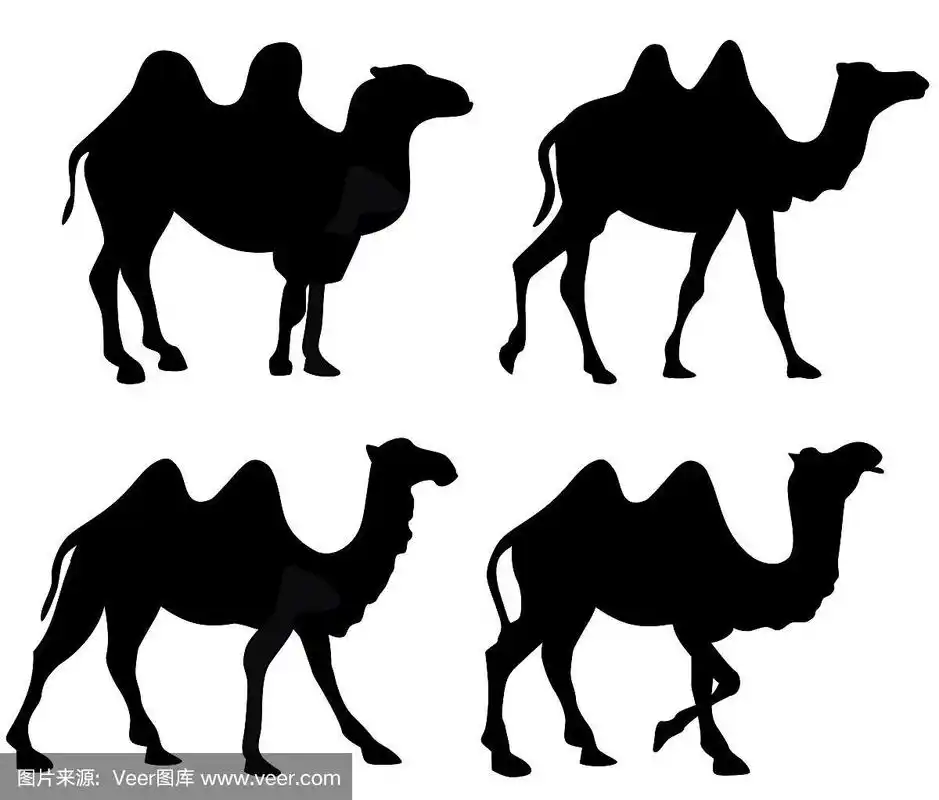孤立的四头骆驼的剪影
