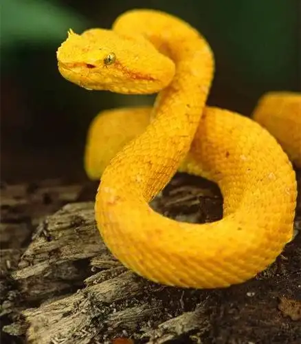 中国最恐怖的景点之一:栖息2万条全球独有的毒蛇