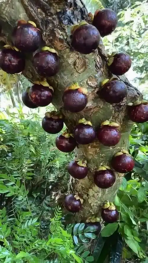 长在树上的山竹,到处都是,却无人来采摘!