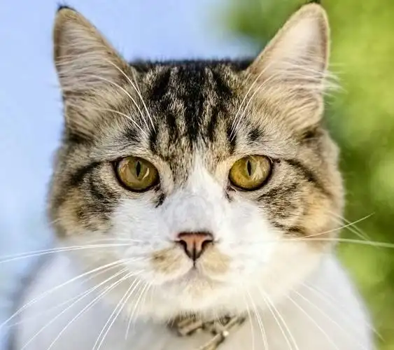 飞机耳的猫咪图片