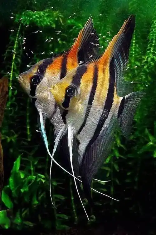 神仙鱼好美快速收藏