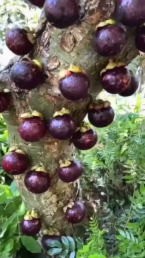 原来山竹是这样长出来的,眼前这一幕,真是长见识了!