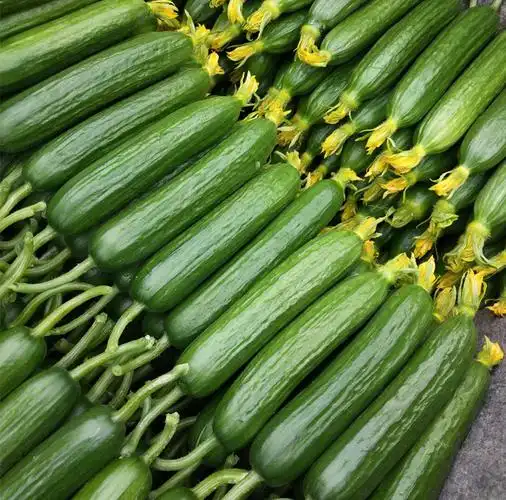 荷兰迷你黄瓜种子高产抗病节节水果小黄瓜蔬菜家庭园艺种子