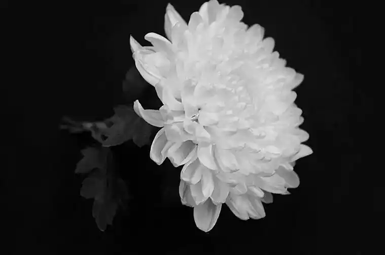 一捧菊花寄哀思,两行清泪腮边淋.遥想父母在世时,其乐融融人相 - 抖音