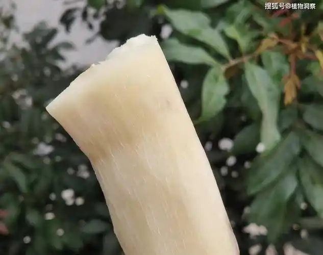 木薯,又称树薯,薯树,有3大作用,价值极高,农民朋友要了解!_植物_粮食