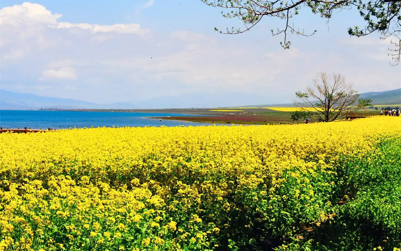唯美青海湖风景屏保电脑桌面主题壁纸图片