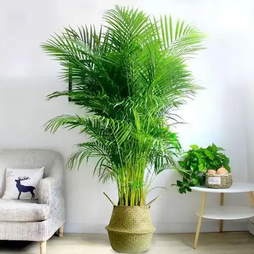 3种"大绿植",寓意吉祥净化能力强,家里放一盆,干净又舒心