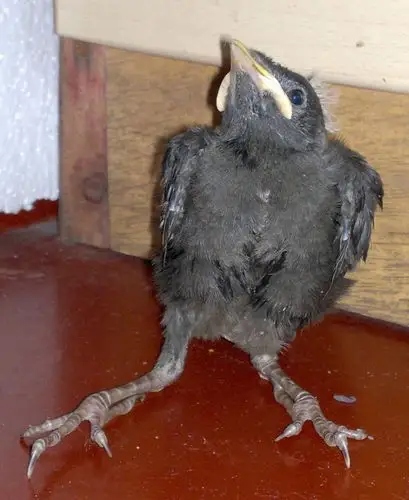 体长大约六七厘米,在网上查了一下和喜鹊的幼鸟不太像,不会是乌鸦吧