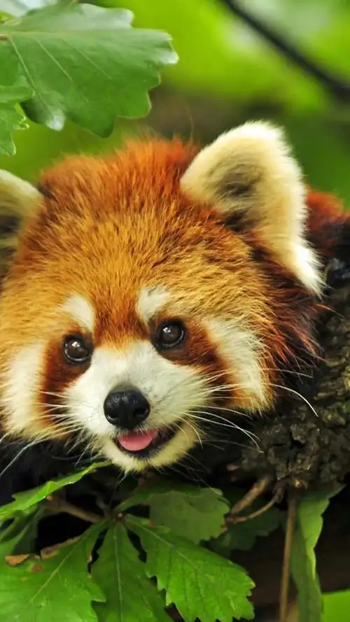 小浣熊萌化手机壁纸