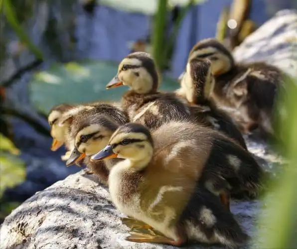 水上公园小野鸭一家子