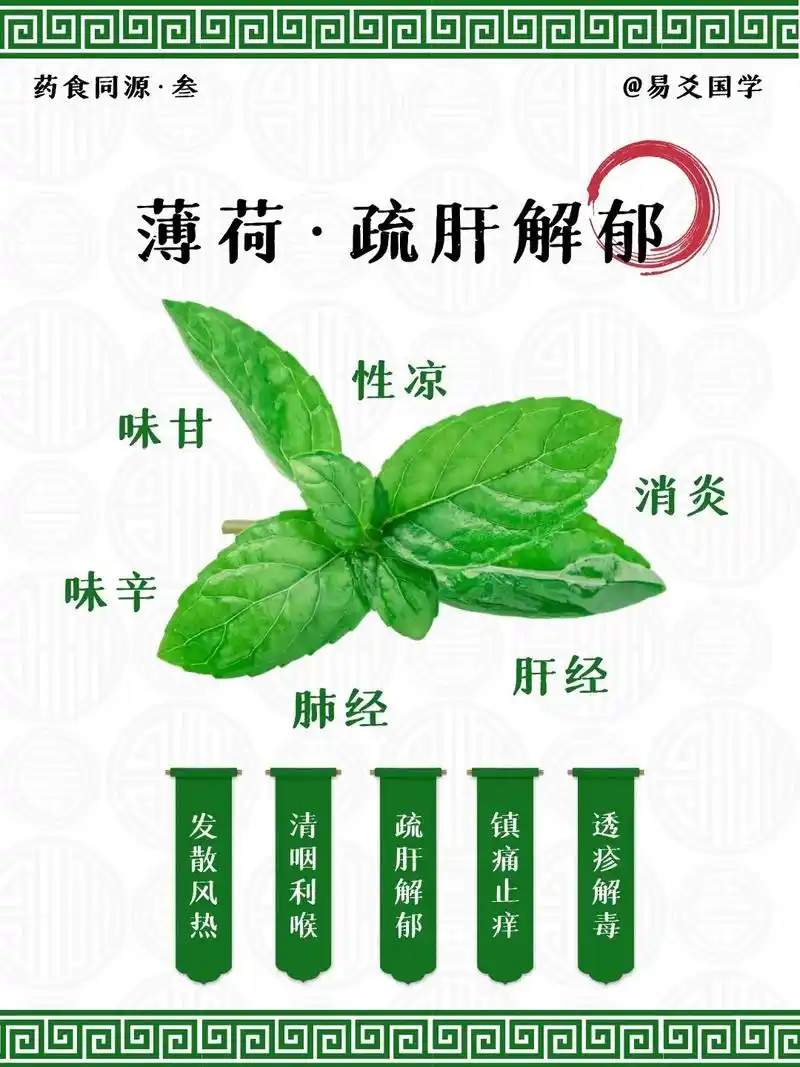 药食同源·薄荷|食用方法与禁忌.