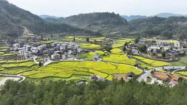 时下,岑巩县龙田镇都素村上寨组的油菜花正竞相绽放,金黄色花海染尽