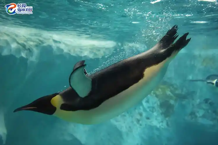 企鹅意识日:关于企鹅,你不知道的5件事|动物文化