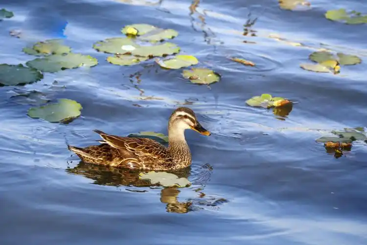 水上公园小野鸭一家子