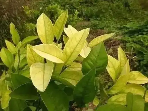 柑橘缺素识别图!柑橘缺素黄化解决方案